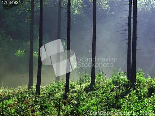 Image of forest