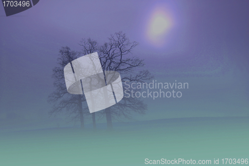 Image of trees and forest