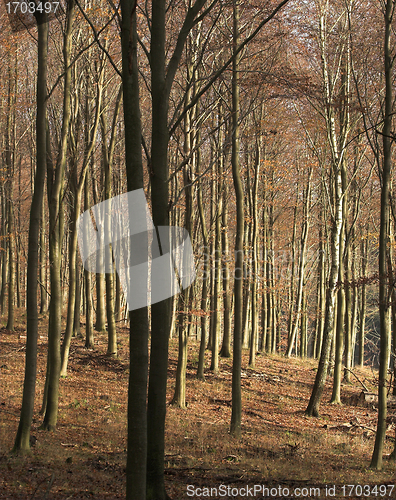 Image of Autumn forest