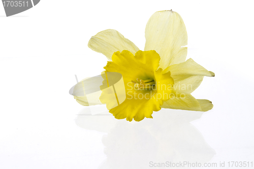 Image of Yellow lily closeup