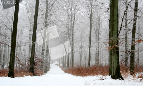 Image of forest in winter