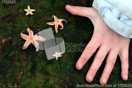 Image of starfish