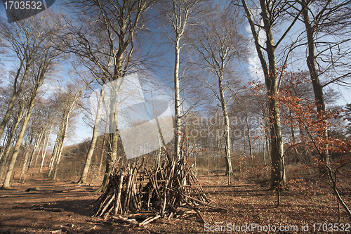 Image of trees and forest