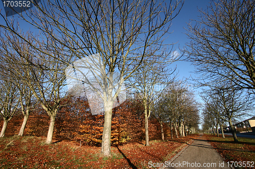 Image of danish autumn