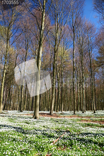 Image of green spring landscape in denmark