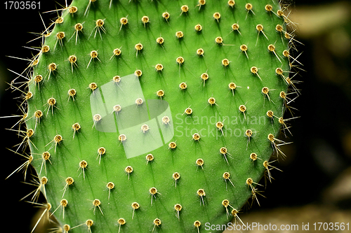 Image of Plants and flowers from corsica