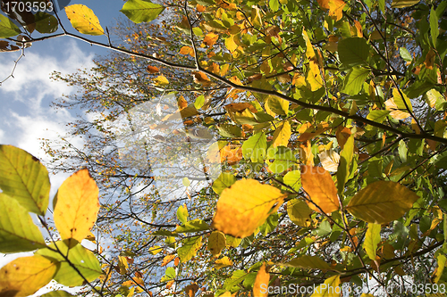 Image of autumn leaves