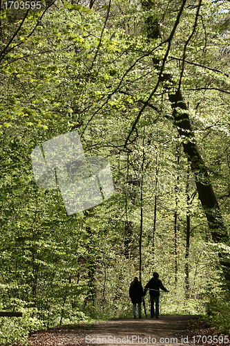 Image of trees and forest