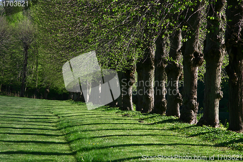 Image of green path