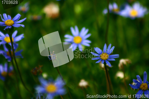 Image of Plants and flowers from corsica