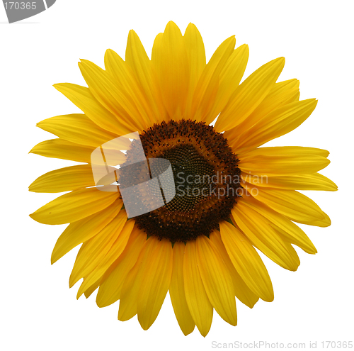 Image of Sunflower isolated