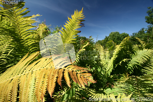 Image of autumn leaves