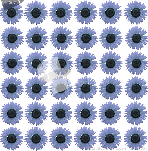 Image of Blue sunflowers