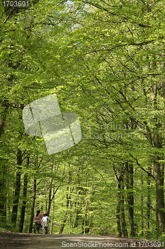 Image of Green forest bikers