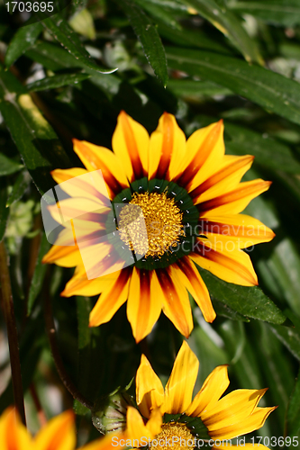Image of Plants and flowers from corsica