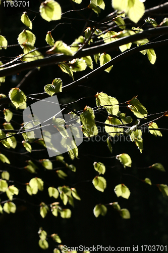 Image of forest