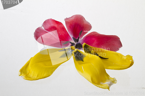 Image of Yellow lily closeup