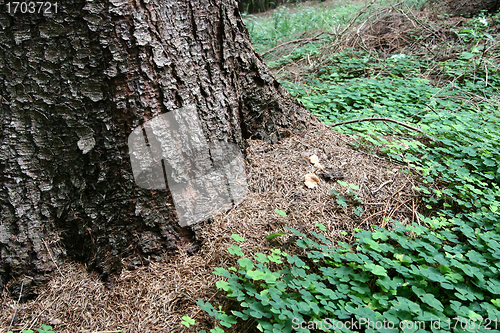 Image of trunk
