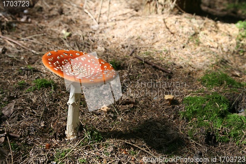 Image of amanita muscaria