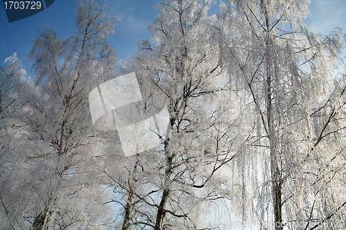 Image of winter in denmark