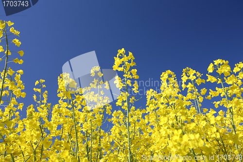 Image of danish landscape01