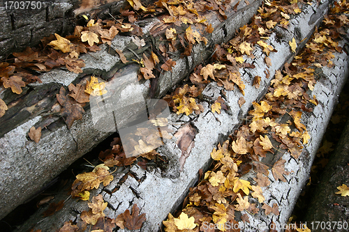 Image of tree trunk