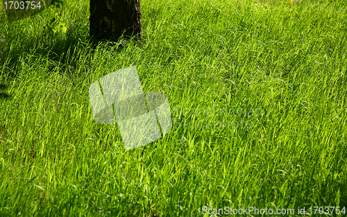 Image of leaves