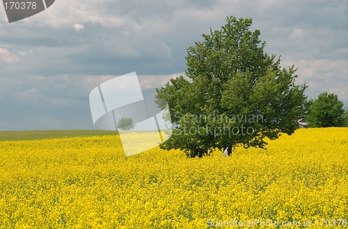 Image of Yellow rape field and lonely tree