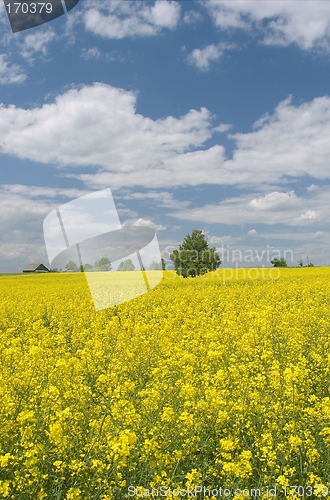 Image of Yellow rape field and lonely tree