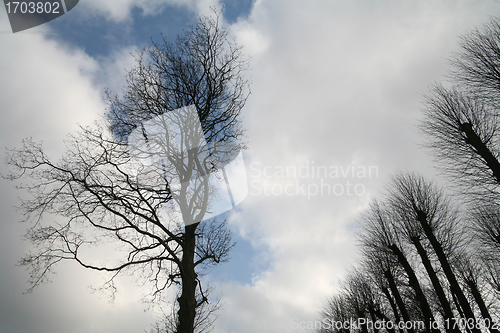 Image of branches