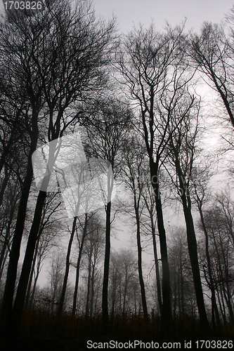 Image of forest in winter