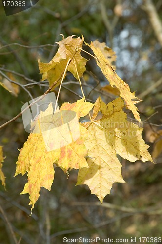 Image of Autumnal yellow maple leaves
