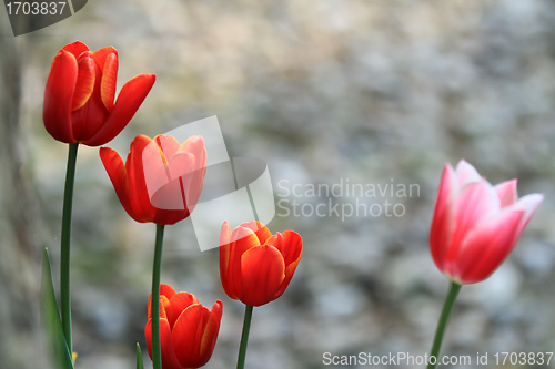Image of Tulips