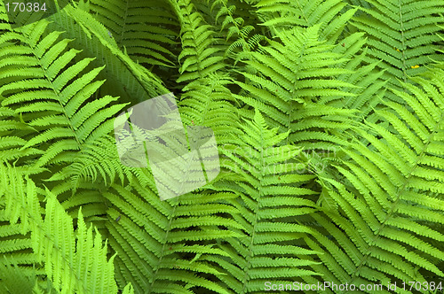 Image of Fern in the Bialowieza Forest