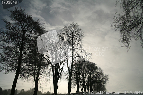 Image of winter trees