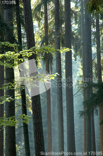 Image of Sunny morning in the forest