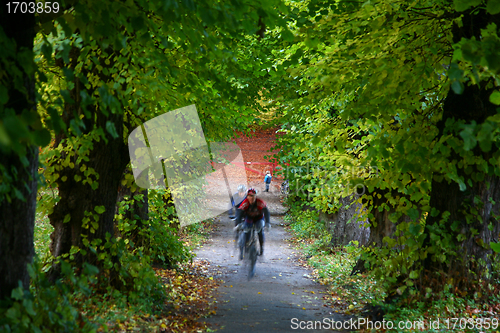 Image of Trees and forest in Denmark
