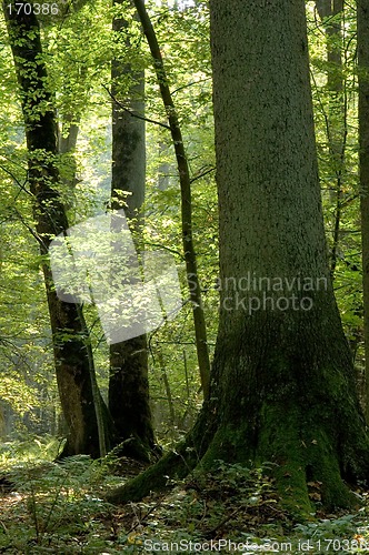 Image of Old forest full of light