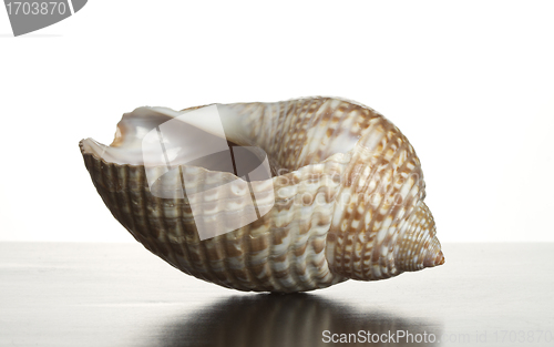 Image of A single shell