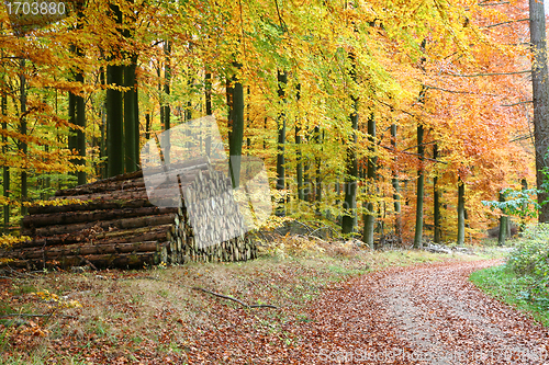 Image of Autumn forest