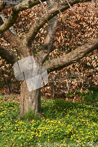 Image of lonely tree