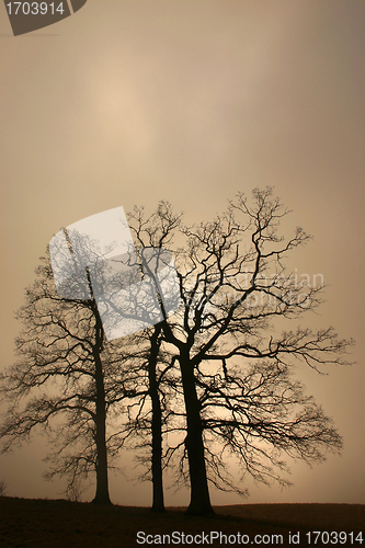 Image of trees and forest