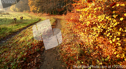 Image of colorul forest