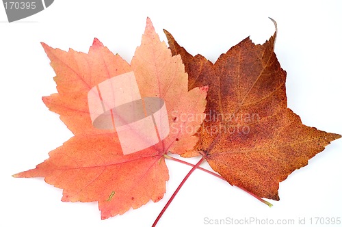 Image of Fall leafs