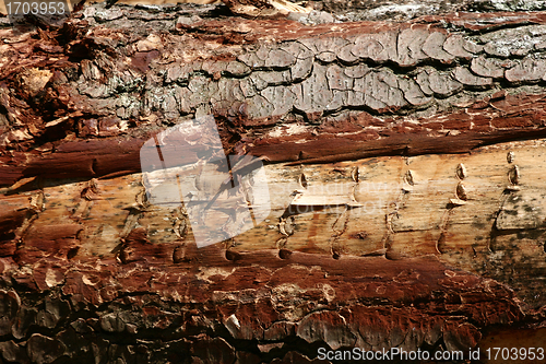 Image of tree trunk