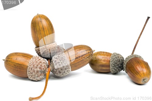 Image of Acorns