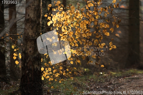 Image of Autumn forest