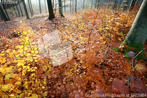 Image of colorul forest