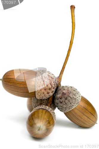 Image of Acorns