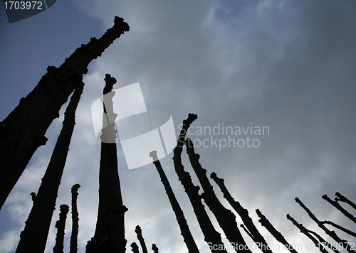 Image of branches